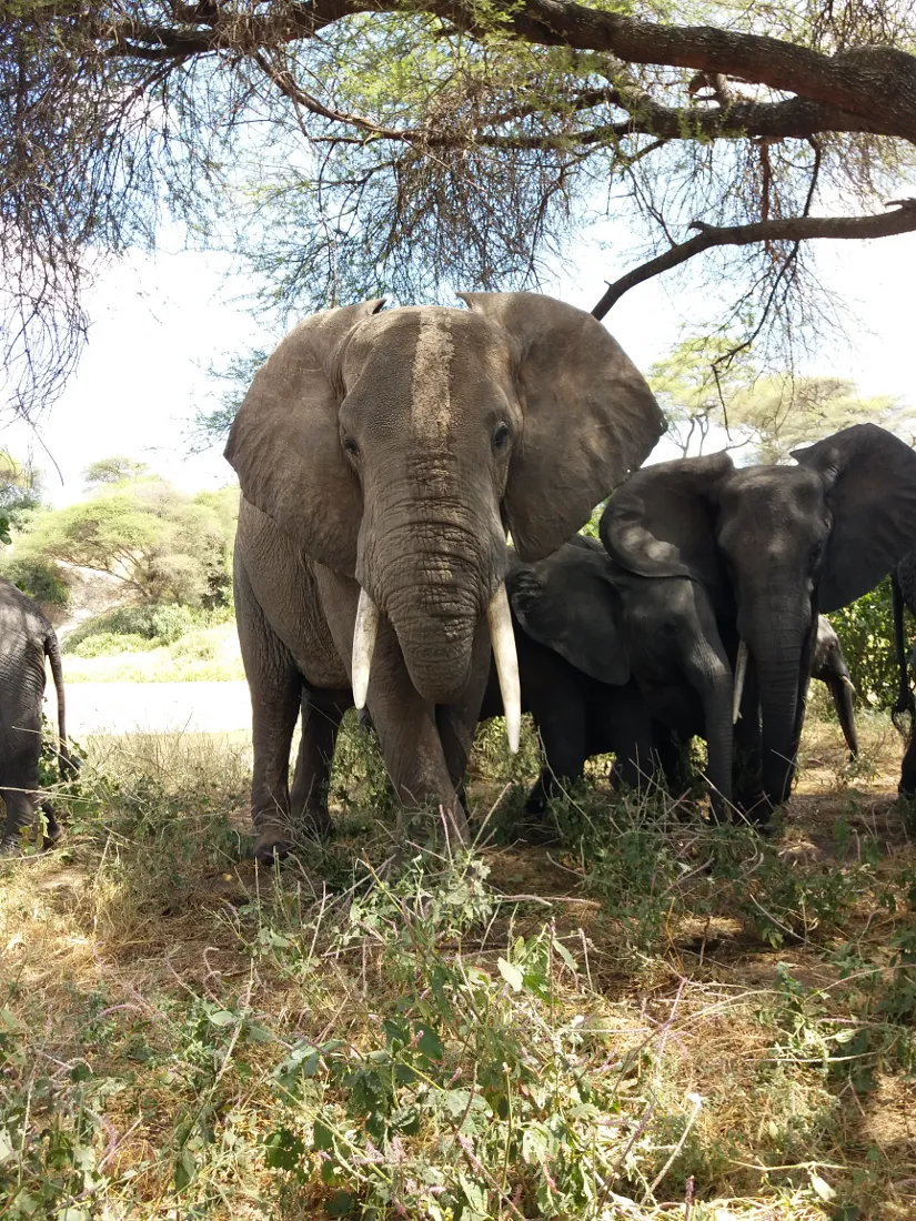 5-Day Tanzania Classic Safari